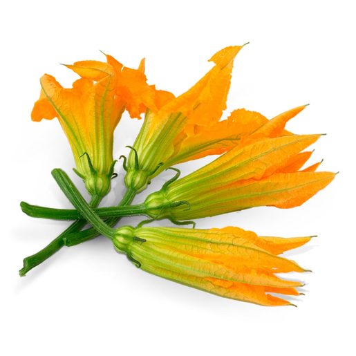 Flor de calabaza