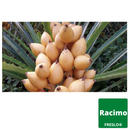 Cocuixtle, piñuelas, guamaras.