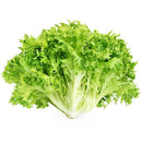 Lechuga Italiana por Pieza