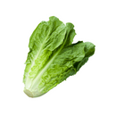 Lechuga Orejona (Pieza)