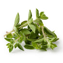 Manojo de Oregano Fresco entero