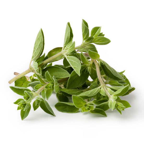 Manojo de Oregano Fresco entero